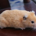小巧可愛~全球最美的10種倉鼠 !