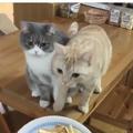 在零食麵前，橘貓果斷揮爪擊退灰貓，灰喵：交友不慎！