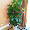 家裡再窮也要在這三個地方擺上植物，預示著財運迎門來越住越富裕