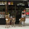 日本奈良，一個視鹿為神的城市，鹿可以隨處遊走於城市