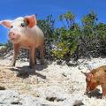 加勒比海上有個豬島，生活著世界上最幸福的豬