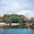 最適合旅行的地方：日本新宿御苑，賞櫻花美景