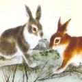 生肖兔幾月出生好！屬兔不同月份出生命運會怎樣？
