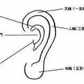 相面術中的耳朵相法，耳朵決定你一生是否富貴