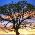 心理測試：哪棵大樹最有靈性？測你這輩子還能不能出人頭地！