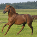 心理測試：那匹馬是千里馬？秒測你最具魅力的性格