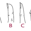 測試：你的手指最接近哪個類型？一眼看出你一生有多大福氣！