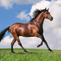 心理測試：4匹馬，哪匹最健壯？測你什麼時候才能飛黃騰達！
