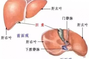 為何「肝癌」一發現就是晚期？你的肝若出現這三種症狀，就恐怖了...