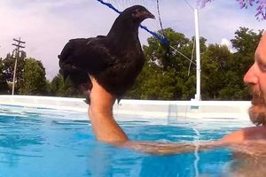 主人一直很好奇雞會不會游泳，於是把寵物雞帶到泳池測試…結果真是太爆笑了！