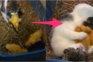 這隻母貓將剛孵化出來的小鴨咬回窩內，接下來竟發生了意想不到的事...