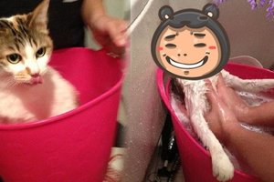 剛開始洗澡的貓咪一臉的淡定，當主人一下手的時候，這反差也太大了！！