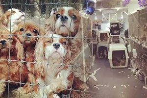 這108隻受虐的「查爾斯王犬」，美麗的他們眼中充滿了恐懼！已經沒有了希望…但一切就在這一天改變了！！！