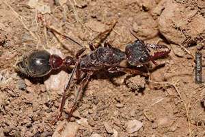 如果遇到長得像蟑螂一樣大的螞蟻先跑再說，這種螞蟻要是身體被切掉一半的話，後果竟然不堪設想….