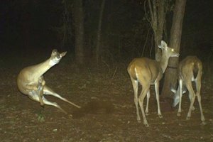 20張森林動態攝影機拍下的「動物在沒被監視下做出的超怪前所未見舉動」。