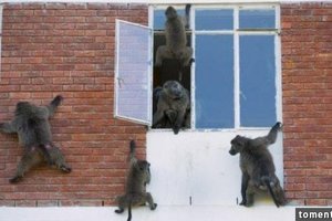 這群狒狒趁家中無人爬上大樓破窗入室，眾人傻眼之餘，看見牠們偷出的＂戰利品＂竟全笑彎了腰！