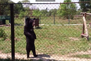 看起來像黑熊人偶的亞洲黑熊，可以跟人一樣站立行走的原因聽了讓人鼻酸…