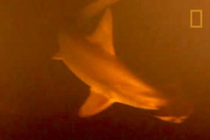 科學家把水下攝影機丟進海上活火山，竟然在火山口附近拍到鯊魚，牠們竟然活在滾燙的水中...真是太神奇了！