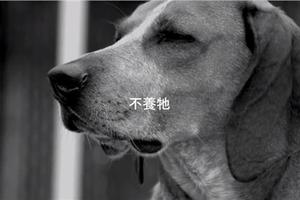 內湖女童割喉案，廖人帥自製影片呼籲「救動物別養廢物」！