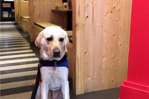導盲犬被客人嫌棄趕出餐廳　寄養家庭心裡苦無人知