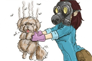 如何讓狗狗身上的臭味消失?