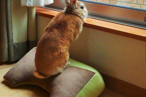 日本小短腿「哲學兔」網路爆紅！24小時都在撐住頭沉思的模樣絕對讓你笑暈過去！