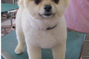 這位日本人帶她家的博美狗去美髮，但剪完之後竟變成柴犬，狐狸和吉娃娃！怎麼會有這麼多變得博美啊？！