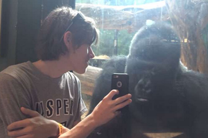 這個男孩一時興起拿出手機給黑猩猩看照片，他沒料到這樣的一個動作竟會讓黑猩猩做出這種反應！