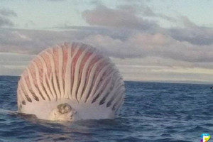 澳洲漁民在海面上看到這個類似熱氣球的「外星海怪」驚呆了，靠近查看才發現牠居然是...