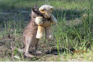 令人心疼！失去父母的袋鼠孤兒 擁抱玩具熊取暖 