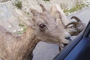 免費「洗車」！山羊舔舐過路車身吃土保健！