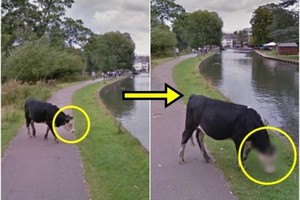 仔細一瞧！Google街景幫牛做上最好的隱私！