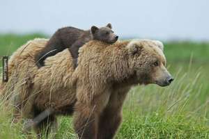 30張鏡頭精準捕捉到的「熊媽媽教熊寶寶如何當一隻熊」暖心育兒照