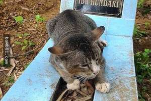 主人去世後一直守在墓碑 悲傷的貓咪一待就超過1年