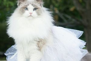 這位是有「世界最美」之稱的貓王國公主，主人說「她掌管我們，還表現出高傲淑女氣質」貓奴們全部下跪了！
