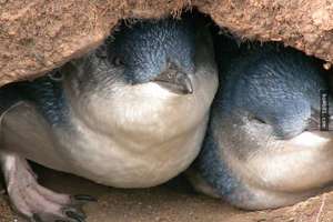 紐西蘭政府不願再看到企鵝們冒死過馬路 結果他們的解決方法…贊爆了！