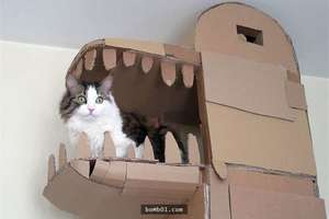 貓奴為取悅喵星人「親自打造一個龍造型的紙箱城堡」 完成後貓咪一玩就玩到...