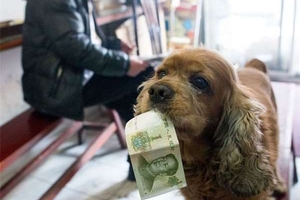 狗狗每天和主人討到零用錢就會往商店衝，可愛程度讓人笑的顴骨爆炸 !