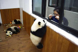 兩隻熊貓寶寶爬窗檯 目的曝光笑噴網友