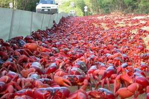 這座小島每年都會遭到「紅色怪獸」入侵