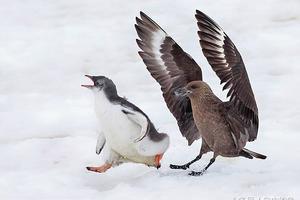 海鳥趁小企鵝父母不在攻擊它，小企鵝最後選擇對抗 !
