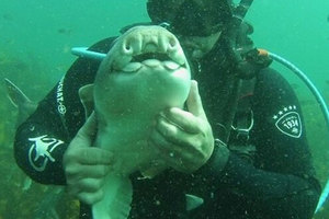 他與一隻野生鯊魚保持了7年友誼 每次見面都抱抱