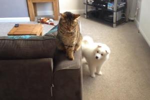 小薩摩向貓示好了一次又一次，最終神煩狗贏得貓的芳心 !