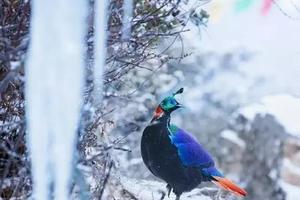 尼泊爾的國鳥，又叫做九色鳥，生活在最接近天堂的地方！