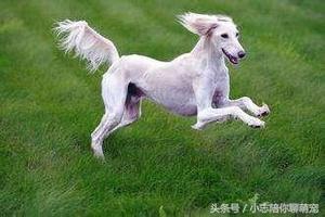 全球最貴的十種名犬，第一名有錢也未必能買到