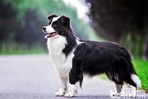 【趣味動物】狗狗體味最輕的前五名 ! 飼養上是一個不錯的選擇哦 !