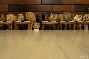 流浪貓家門口討飯飯吃，10隻主子「迎接」新成員方式讓網友笑噴