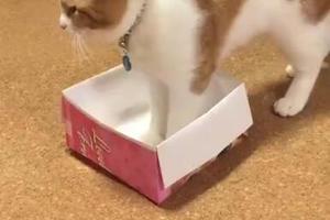 貓真的是液體 本以為這隻橘貓進不去這盒子 結果橘貓使出必殺技 !