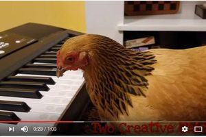 花母雞會用電子琴演奏歌曲視頻熱傳