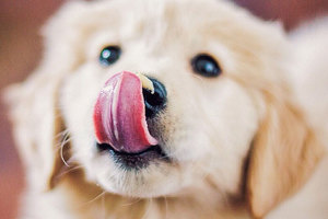【趣味動物】狗狗舔來舔去 其實代表不同的意思